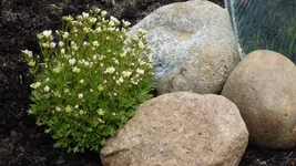 Saxifraxa3_12.webp