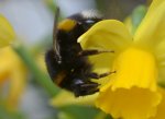 DSC_6900 schwache Hummel.jpg