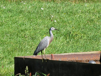 IMG_0624 v.webp