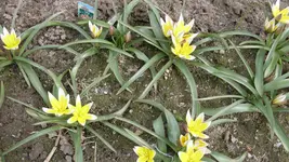 Wildtulpen3_12.webp
