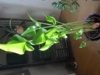 DSCN1259.webp