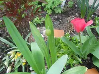 DSCN1298.webp