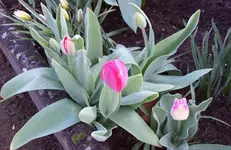 Tulpen 2.webp