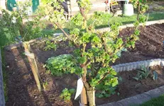 Johannisbeere.webp