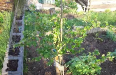 Stachelbeere.webp