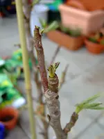 DSCF7584.2.webp