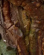 DSCF7580.2.webp