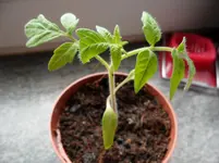 SAM_0668.webp