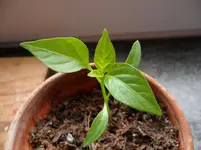 SAM_0669.webp