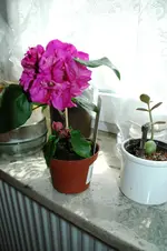 Bougainvillea Vera Deep Purple.webp
