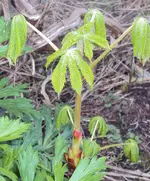 DSC02624 - 2012-04-13 - mögliche rosskastanie.webp