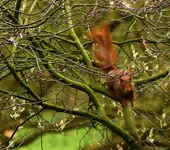Fridolin im Fellwechsel_smaller.webp