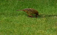 Grünfink1_smaller.webp