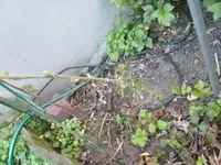 SL273075komp.webp