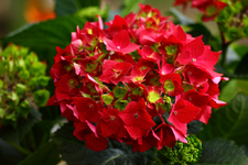 rote Hortensie_smaller.webp
