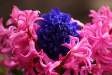 Hyazinthen_smaller.webp