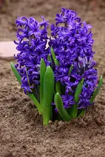 Hyazinthentrio blau_smaller.webp
