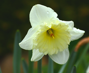Narzisse weiß_gelb_smaller.webp