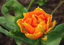 Tulpe orange_smaller.webp