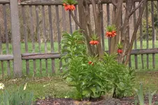 Garten 4 2012 1 002.webp