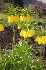 Garten 4 2012 1 008.webp