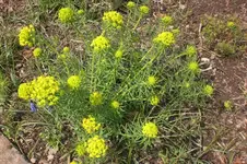 Garten 4 2012 1 009.webp
