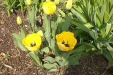 Garten 4 2012 1 010.webp