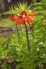 Garten 4 2012 1 012.webp