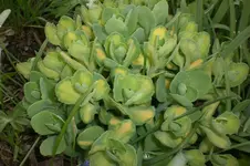 Garten 4 2012 1 015.webp