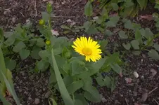 Garten 4 2012 1 019.webp
