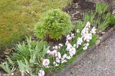Garten 4 2012 1 021.webp