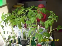 Garten 073.webp