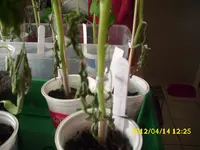 Garten 074.webp