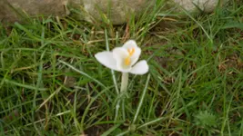 späterCrocus1_12.webp