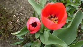 roteTulpe1_12.webp