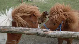 Ponys1_12.webp