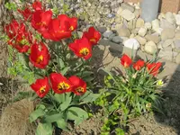 003.webp