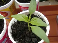 CIMG2134.webp