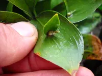 DSCN2950.webp