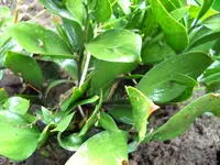 DSCN2951.webp