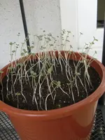 CIMG2136.webp