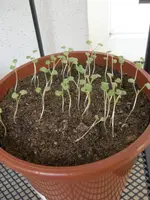 CIMG2137.webp