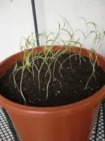 CIMG2139.webp