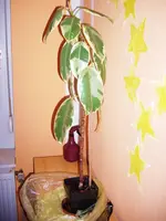 Baum2.webp