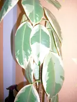 Baum3.webp
