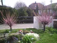 Mandelbäumchen und Zierkirsche 14.04.2012.webp
