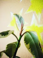 Baum4.webp