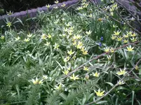 Wildtulpen 14.04.2012.webp