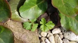 Kraut1.webp