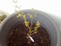 buschheidelbeere.webp